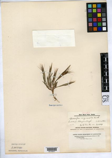 Apocopis vaginatus eFlora of India
